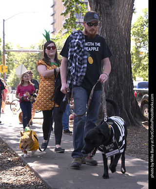 Tour de Corgi - Tour #3