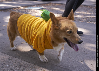 Tour de Corgi - Tour #3