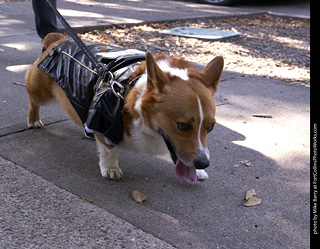 Tour de Corgi - Tour #3