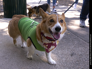Tour de Corgi - Tour #3