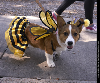 Tour de Corgi - Tour #3