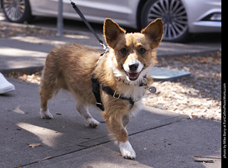 Tour de Corgi - Tour #3