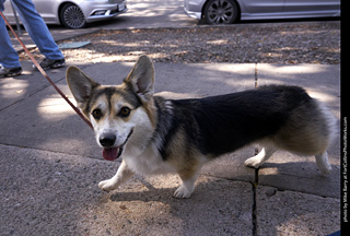 Tour de Corgi - Tour #3