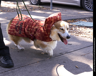 Tour de Corgi - Tour #3