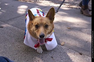 Tour de Corgi - Tour #3