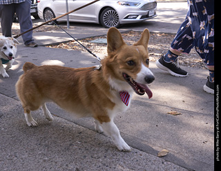 Tour de Corgi - Tour #3
