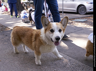 Tour de Corgi - Tour #3