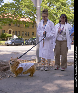 Tour de Corgi - Tour #3