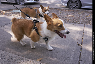 Tour de Corgi - Tour #3