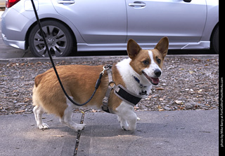 Tour de Corgi - Tour #3