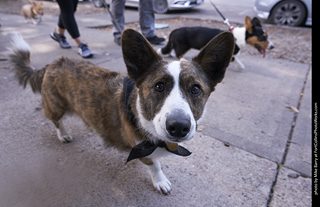 Tour de Corgi - Tour #3
