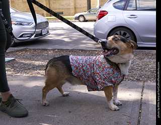 Tour de Corgi - Tour #3