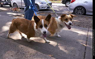 Tour de Corgi - Tour #3