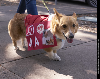 Tour de Corgi - Tour #3