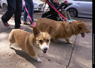 Tour de Corgi - Tour #3