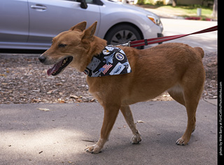 Tour de Corgi - Tour #3