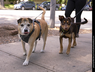 Tour de Corgi - Tour #3