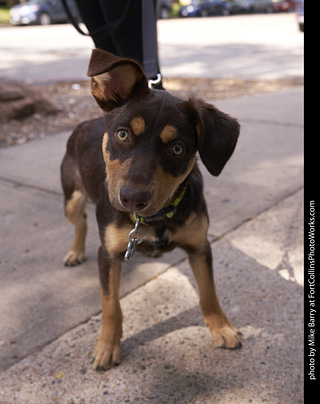 Tour de Corgi - Tour #3