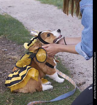 Tour de Corgi - Tour #3