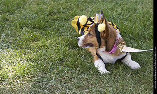 Tour de Corgi - Tour #3