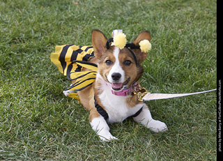 Tour de Corgi - Tour #3