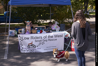 Tour de Corgi - Tour #3