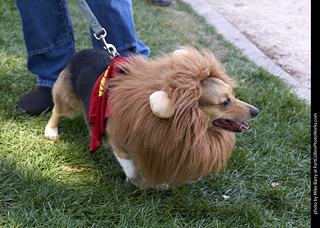 Tour de Corgi - Tour #3