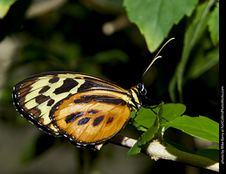 Butterfly Pavillion