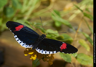 Butterfly Pavillion