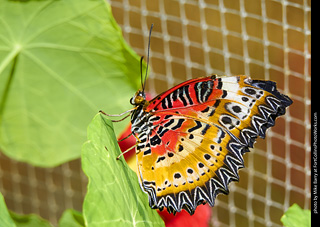 Butterfly Pavillion