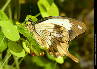 Butterfly Pavillion