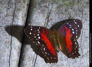 Butterfly Pavillion