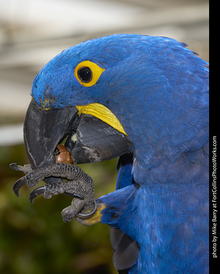 Hyacinth Macaw