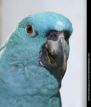 Yellow Naped Amazon Parrot (mutant)