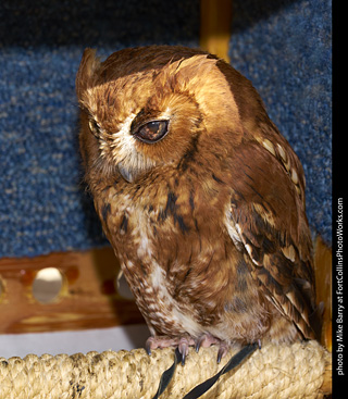 Eastern Screech Owl