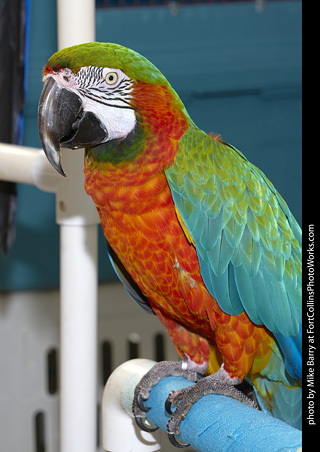 Harlequin Macaw