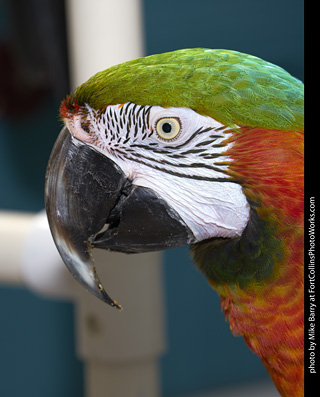 Harlequin Macaw