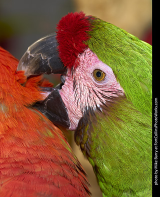 Military Macaw