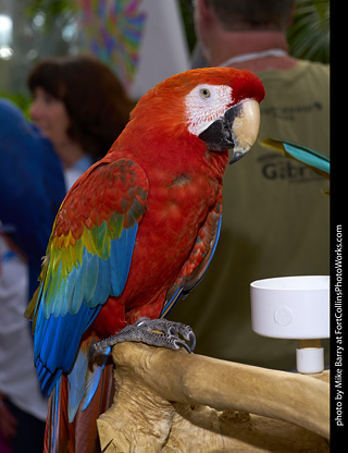 Camelot Macaw