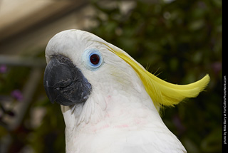 Sulphur Crested Cockatoo