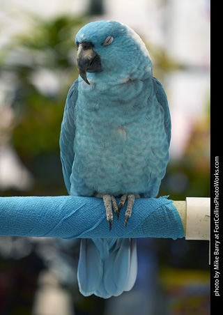 Yellow Naped Amazon Parrot (mutant)