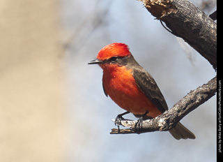 Vermillion Flycatcher