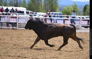 Never Summer Rodeo - Bull Riding