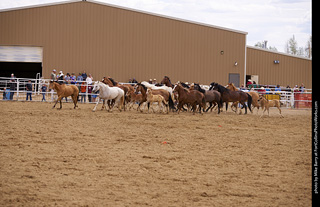 Never Summer Rodeo - Running the Horses