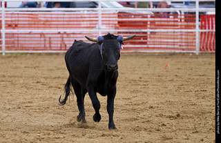 Never Summer Rodeo - Mixed Team Roping