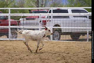 Never Summer Rodeo - Tie Down Roping