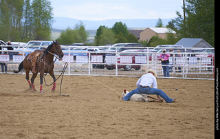 Never Summer Rodeo - Tie Down Roping