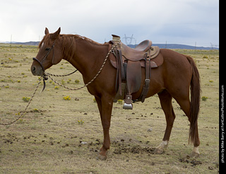 Diggs Cowboy Shoot
