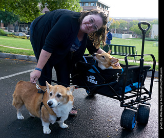 Tour de Corgi - meet up