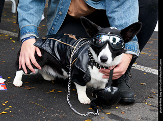 Tour de Corgi - meet up